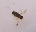 Corisella decolor - Corisella decolor