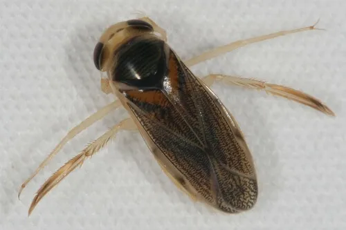 Corisella edulis