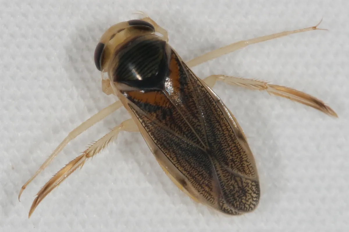 Corisella edulis - photo 2
