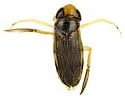 Corisella tarsalis