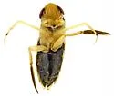 Corisella tarsalis - photo 2