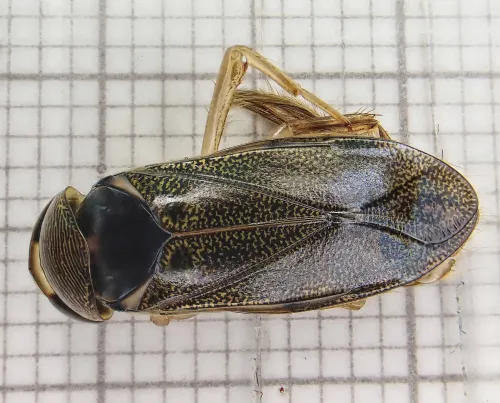 Corixa dentipes