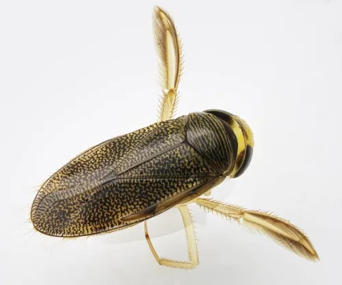 Corixa panzeri - Corixa panzeri