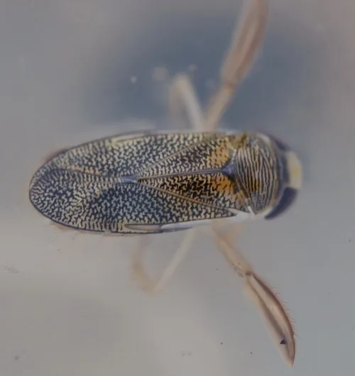 Corixa panzeri - photo 2