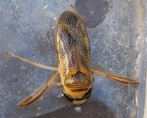 Corixa panzeri - photo 3