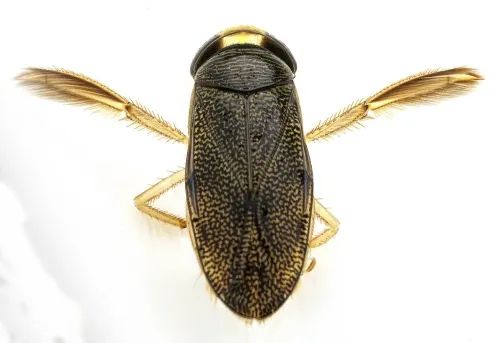 Corixa panzeri - photo 4