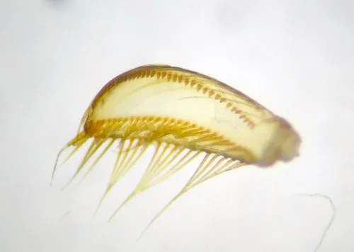 Corixa panzeri - photo 5