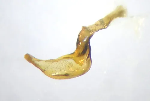 Corixa panzeri - photo 6