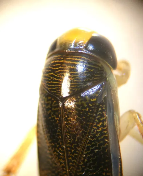 Corixa panzeri - photo 7
