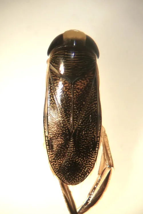 Corixa panzeri - photo 8
