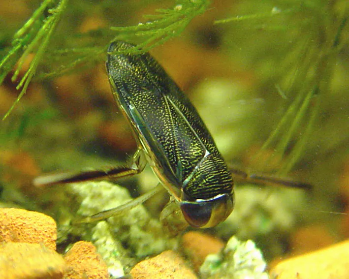 Corixa punctata - photo 3