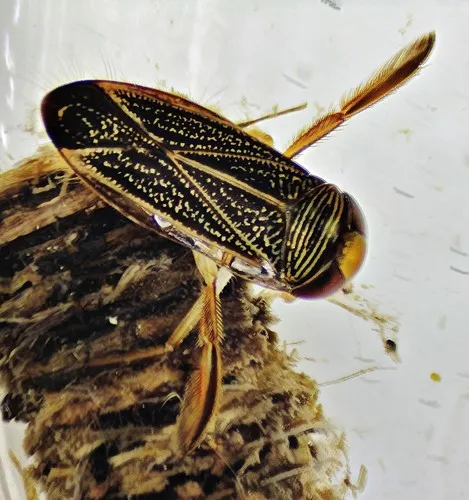 Water Boatmen - Corixidae