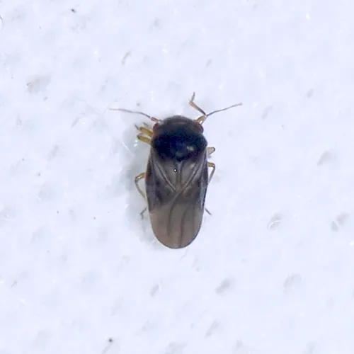 Corixidea major