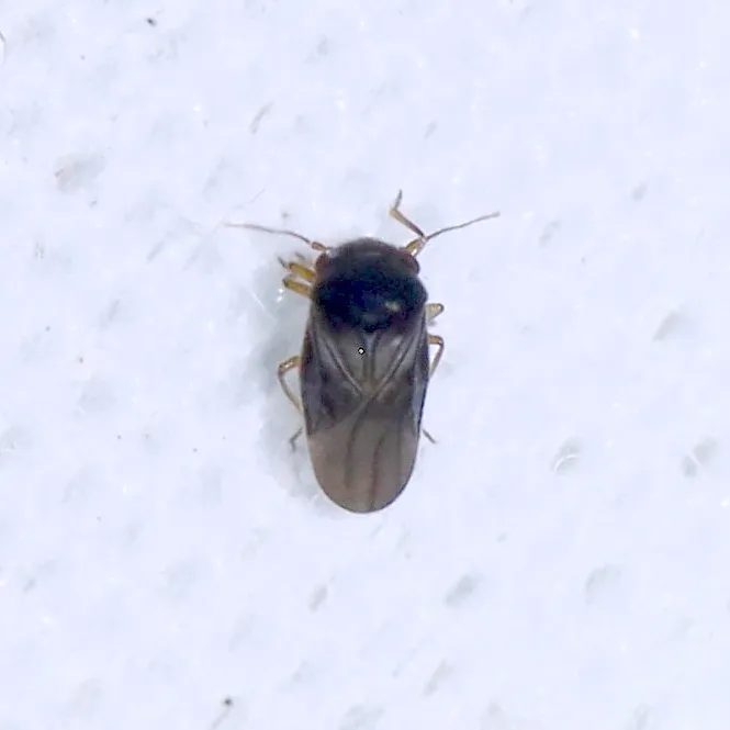 Corixidea major - photo 3
