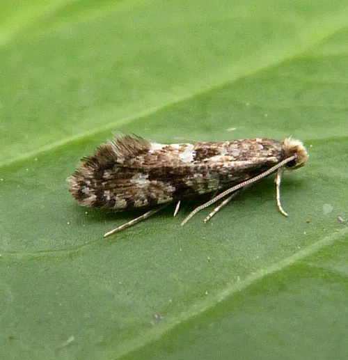Cork Moth