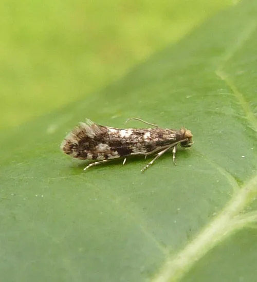 Cork Moth - photo 2