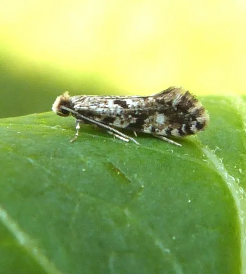 Cork Moth - photo 3