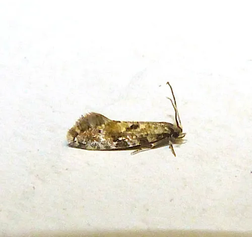 Cork Moth - photo 4