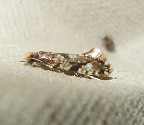 Cork Moth - photo 5