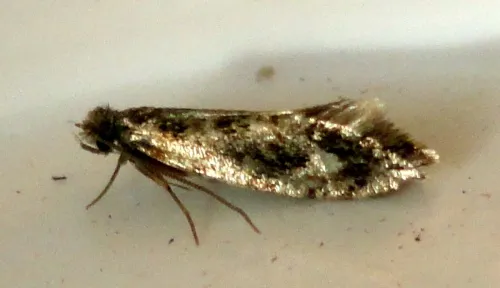 Cork Moth - photo 6