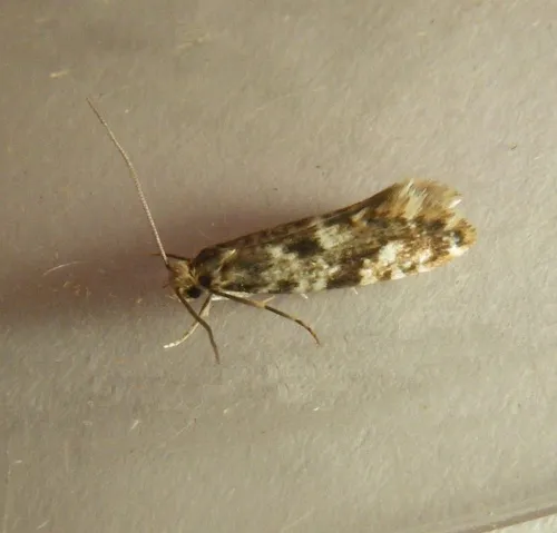 Cork Moth - photo 7