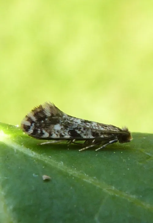 Cork Moth - photo 8