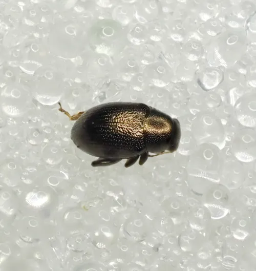 Corn Flea Beetle - photo 2