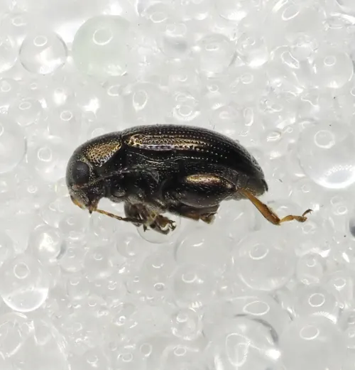 Corn Flea Beetle - photo 3