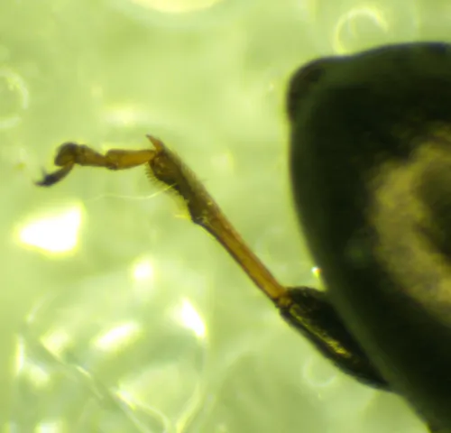 Corn Flea Beetle - photo 4