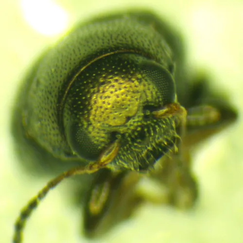Corn Flea Beetle - photo 5