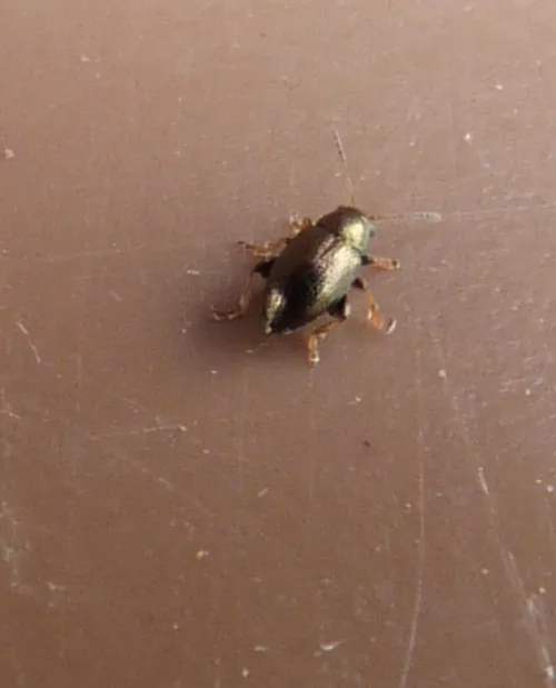 Corn Flea Beetle - photo 6