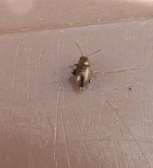 Corn Flea Beetle - photo 7