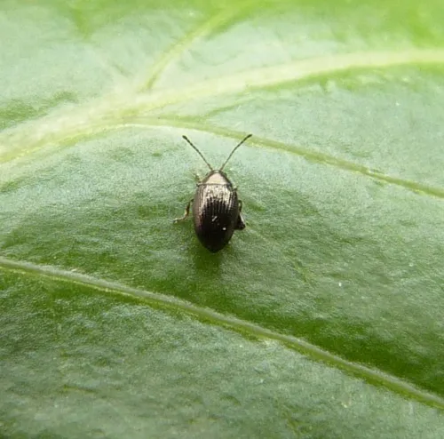 Corn Flea Beetle - photo 8
