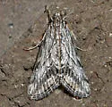 Cornifrons actualis - Hodges#4922