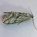 Cornifrons actualis - Hodges#4922 - photo 2