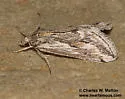 Cornifrons actualis - Hodges#4922 - photo 4