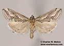 Cornifrons actualis - Hodges#4922 - photo 5