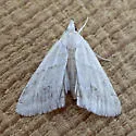 Cornifrons phasma - Hodges#4923 - photo 2