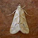 Cornifrons phasma - Hodges#4923 - photo 3