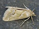 Cornifrons phasma - Hodges#4923 - photo 4