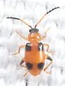Cornulactica varicornis - photo 2