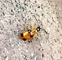 Cornulactica varicornis - photo 3