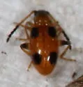Cornulactica varicornis - photo 4