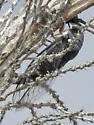 Cornuplura nigroalbata - photo 2