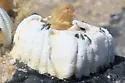 Coronula diadema - photo 2