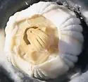 Coronula diadema - photo 4