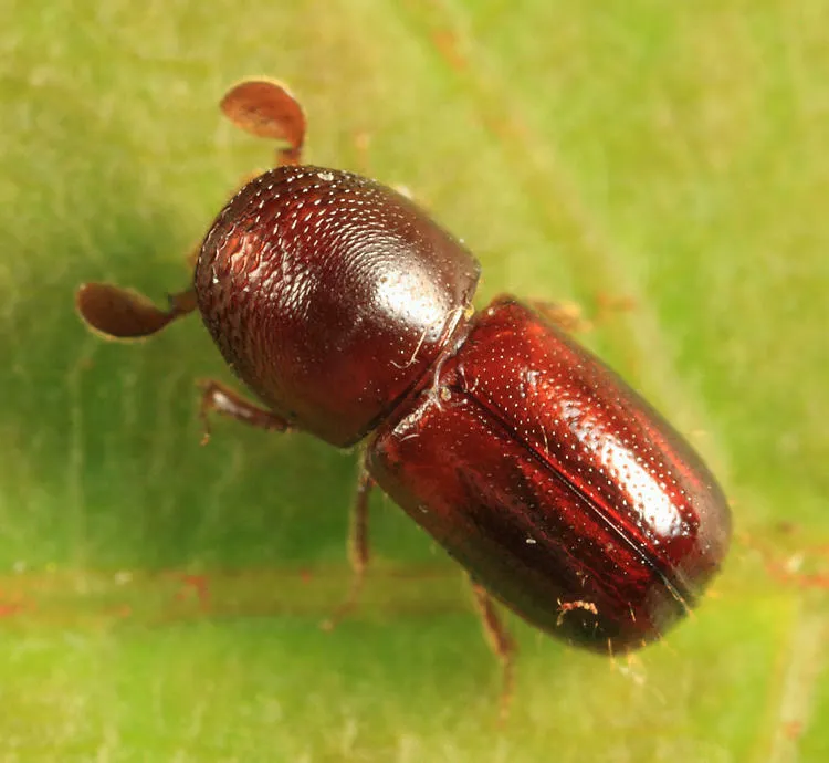 Corthylus columbianus - photo 2