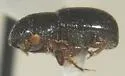 Corthylus punctatissimus - photo 2