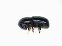 Corthylus punctatissimus - photo 4