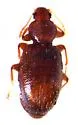 Corticaria dentiventris